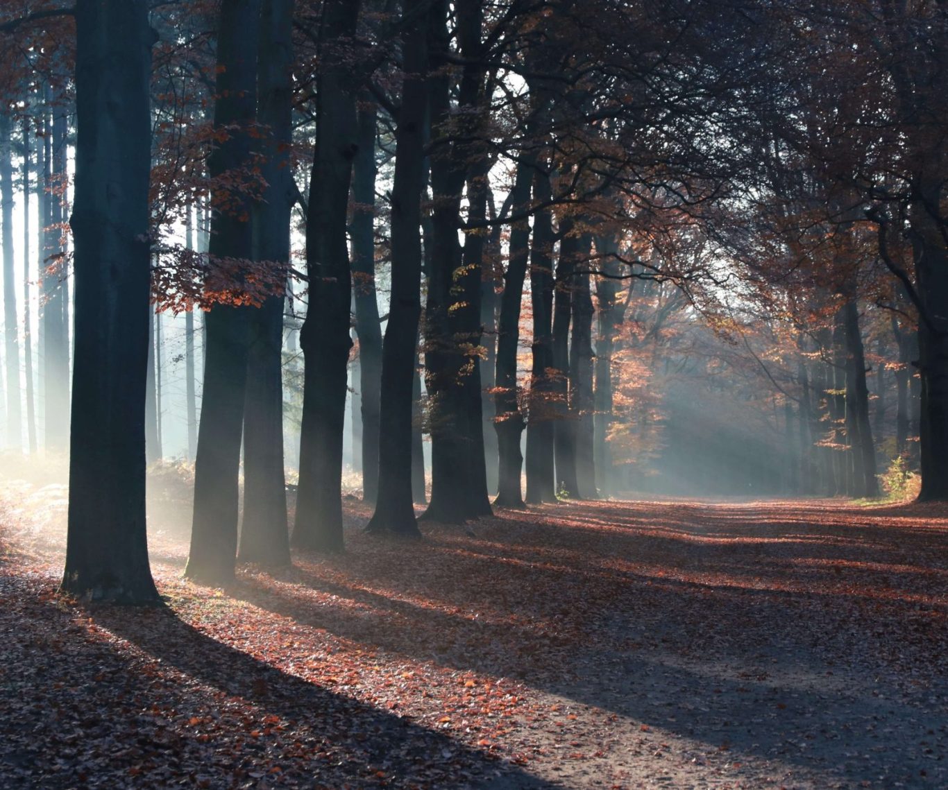 Mistige bomen in een bos bij zonsopkomst, symbool voor verborgen impact van trauma op het zenuwstelsel en de hoop op herstel.