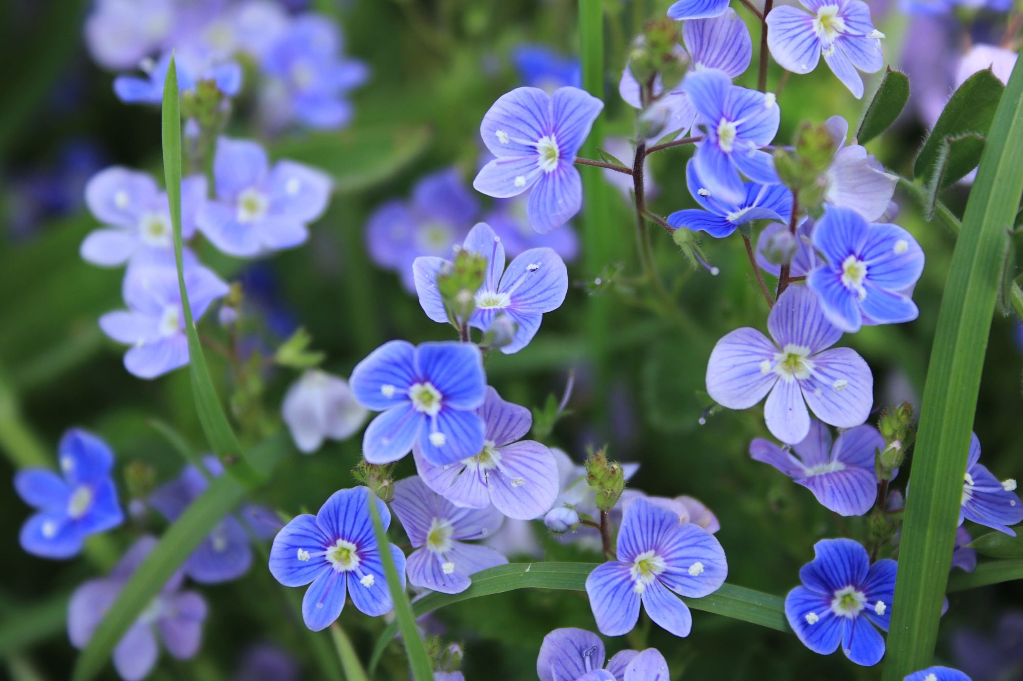 Kleine paarse bloemetjes, symbool voor bewustwording en zelfinzicht in psychologie

